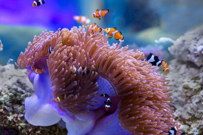 ニモとサンゴ礁が見えます