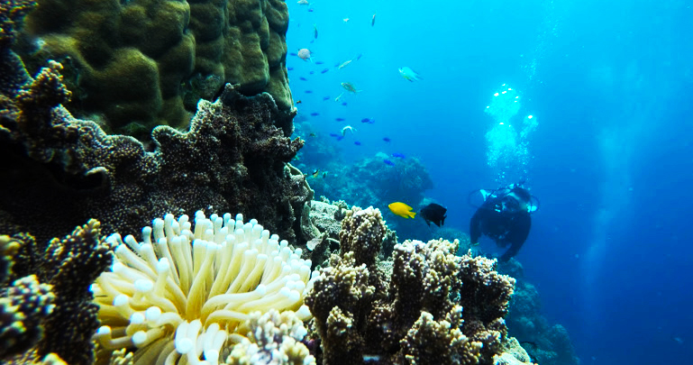 きれいな水中には、サンゴ礁や魚がいます