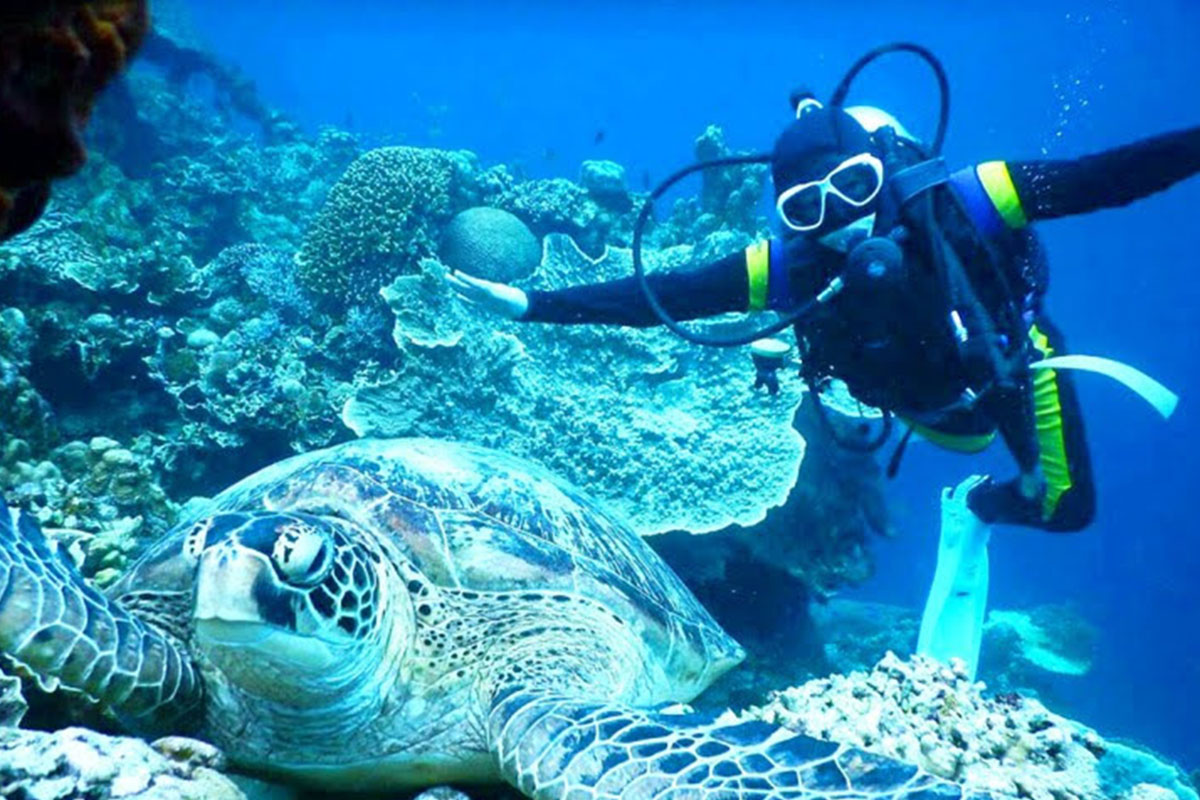モアルボアルとアパ島で、ウミガメに会うことが出来ます