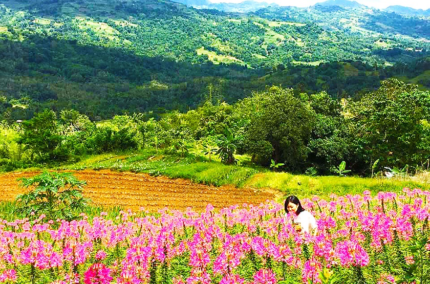 シラオガーデンの花畑